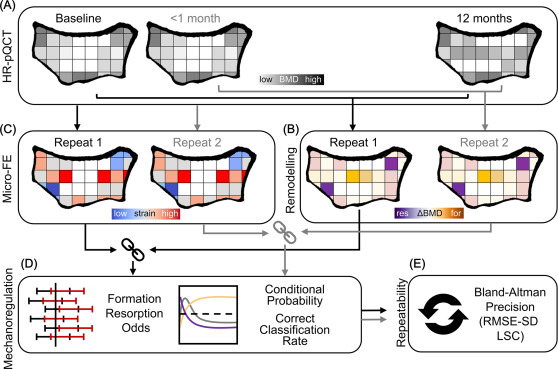 Published measurement pipeline combining repeated HR-pQCT, micro-FE strain, remodelling and precision assessment.