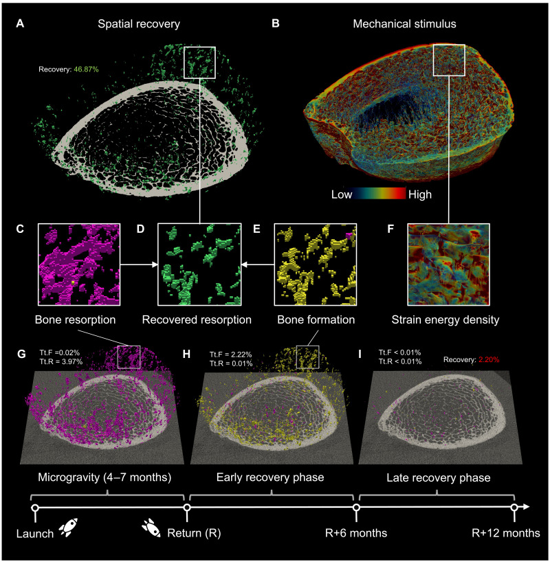 Published astronaut study figure showing bone resorption, recovery, formation and simulated mechanical stimulus after spaceflight.